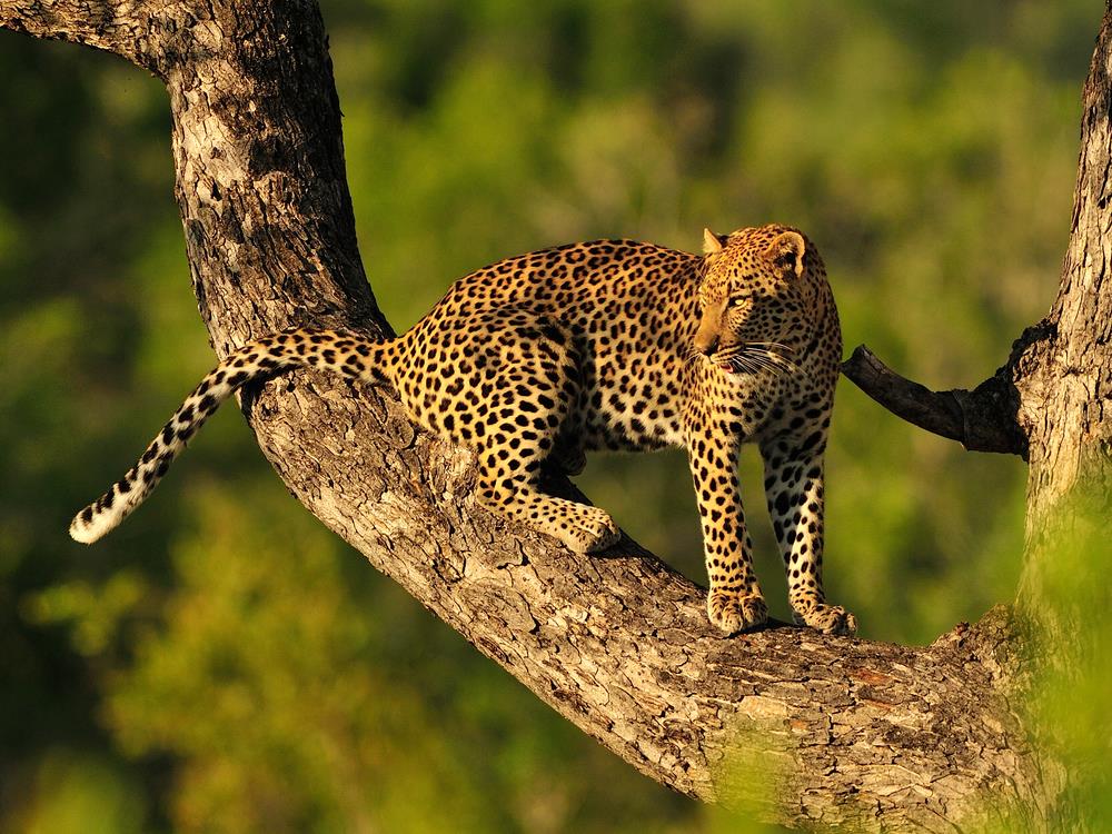 Kenya