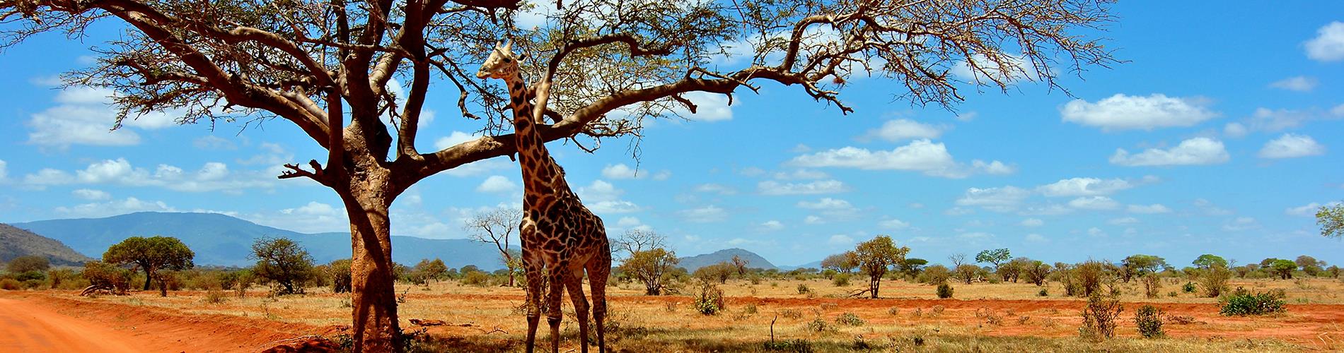 Oferte Sejur & Vacanta Africa de Sud 2025