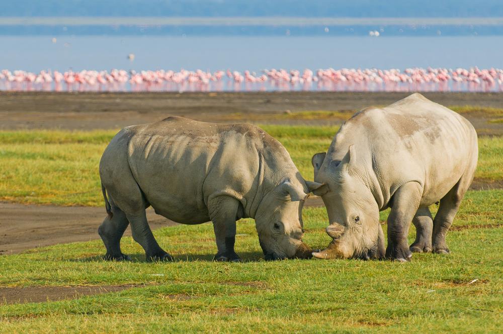 Safari and Sun