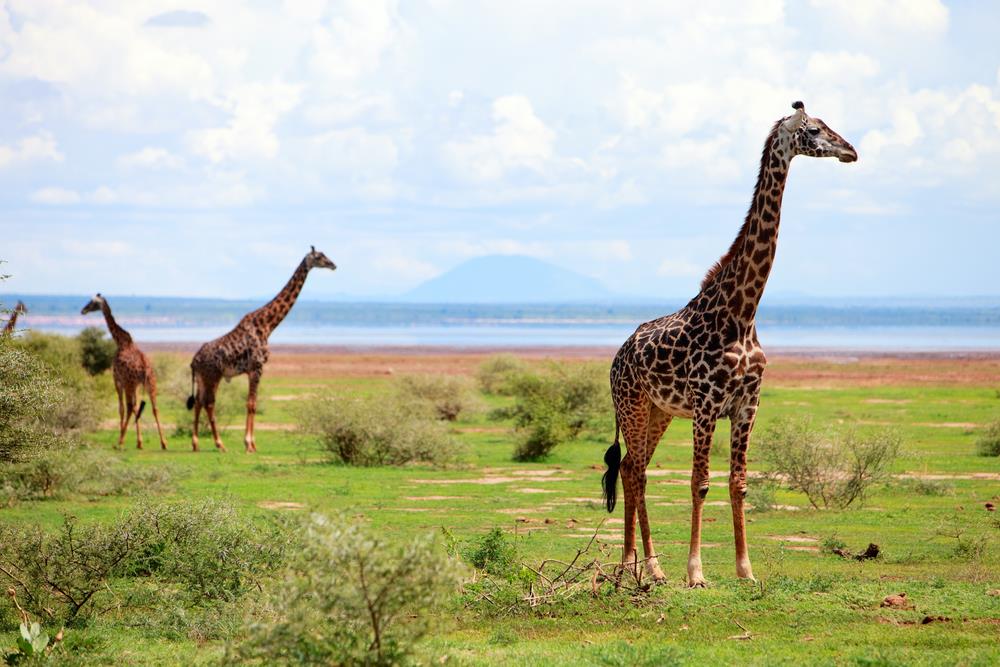 Best of Tanzania