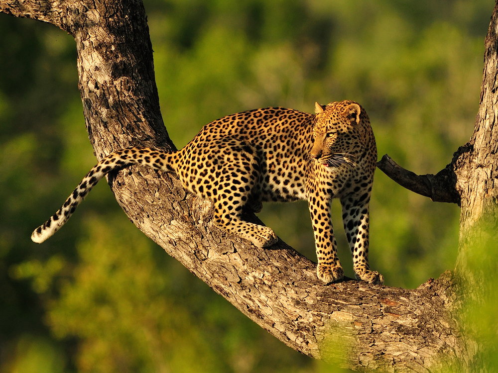 Safari Kenya si plaja in Zanzibar