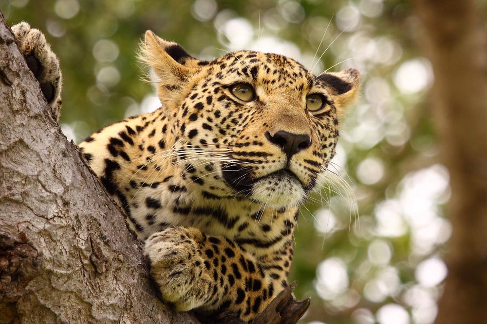 Essential Tanzania
