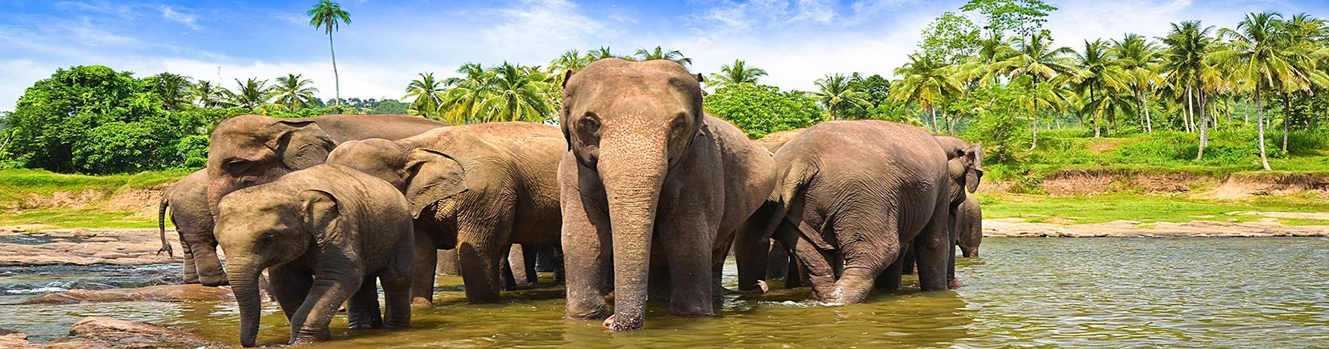 Vacanta & Excursie Sri Lanka 2025