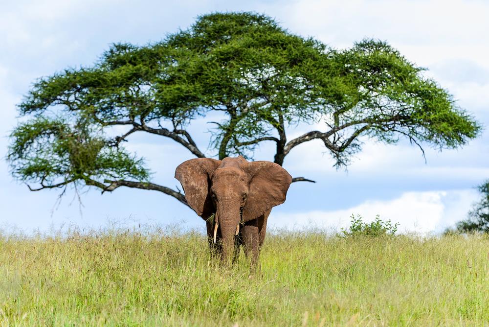 A Taste of Tanzania